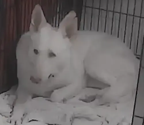 Sugar:   Not At The Shelter