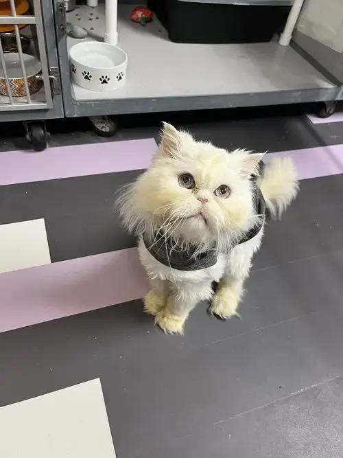 Alfredo