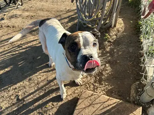 Darla