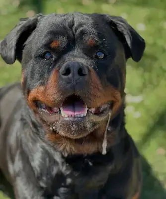 Enzo
