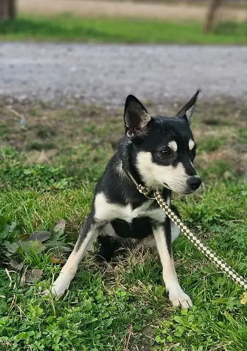 Sheba Shiba