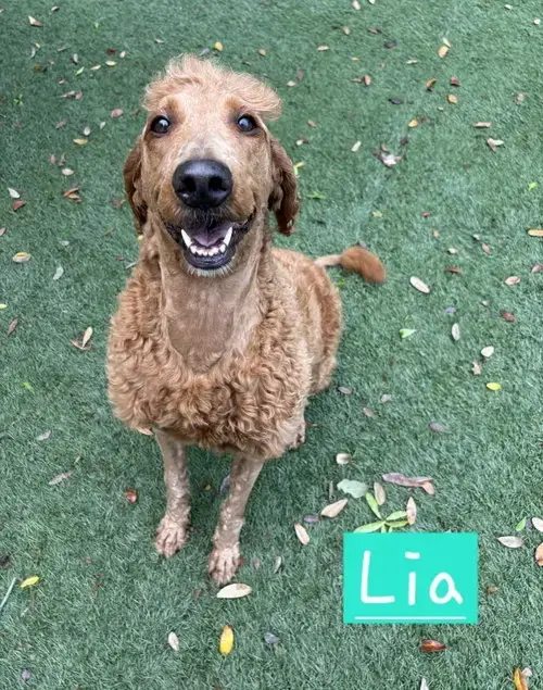 Lia