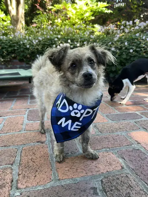 Birdie And Minnie Bonded Pair Blind Dogs
