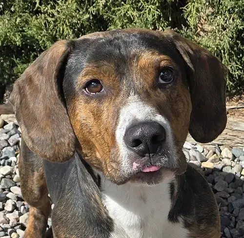 Polite Mr Poco ~ ​Lovely Boy