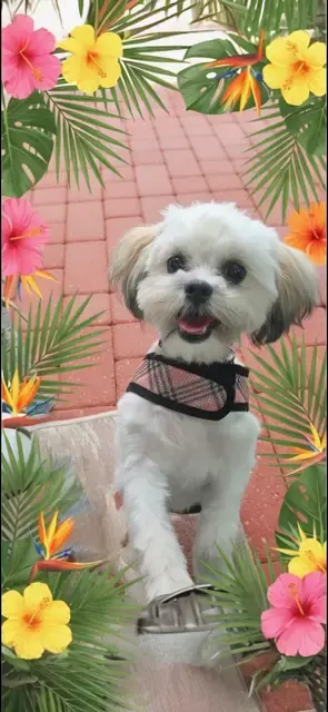 Lola Kay