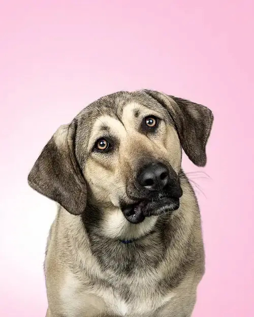 Finley