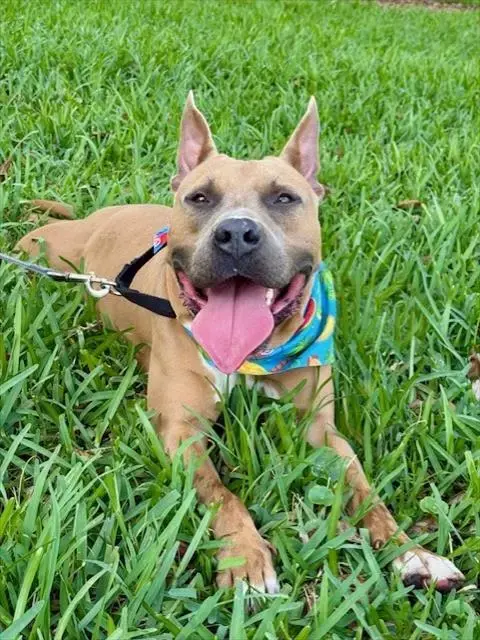 Simba