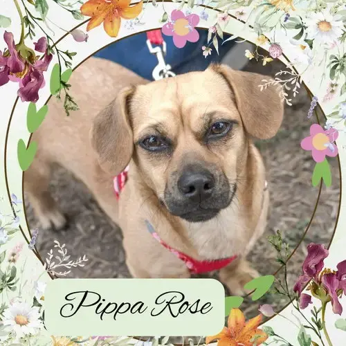 Pippa Rose