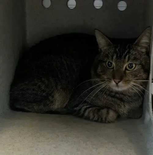 Taz