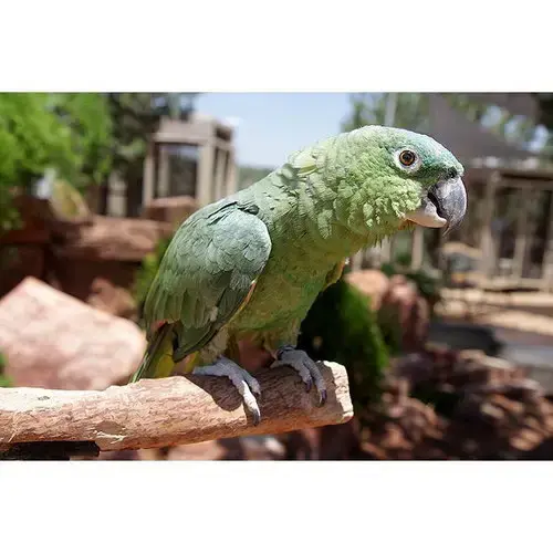 Paco