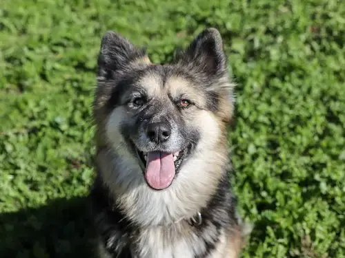 Chula