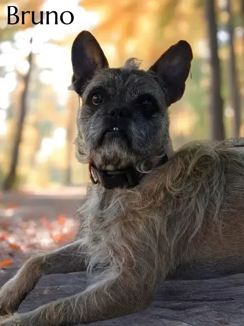 Bruno