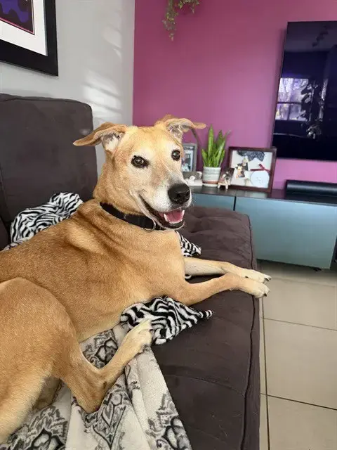 Ranger