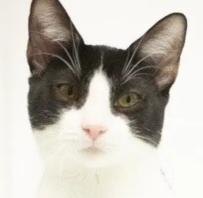 Sebastian