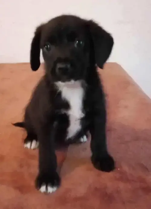 Rosie