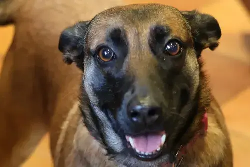 Cheyenne