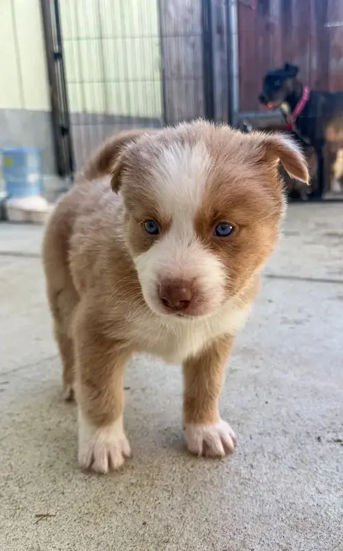 Marilynn'S Puppy Muse