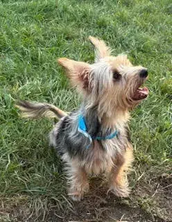 Scruffy