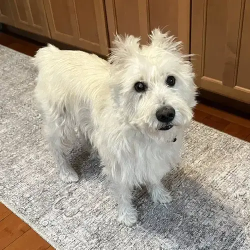 Winston