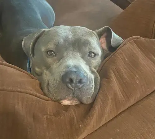 Prince