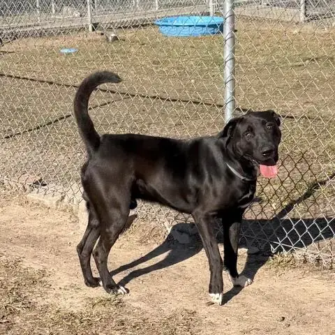 Ranger