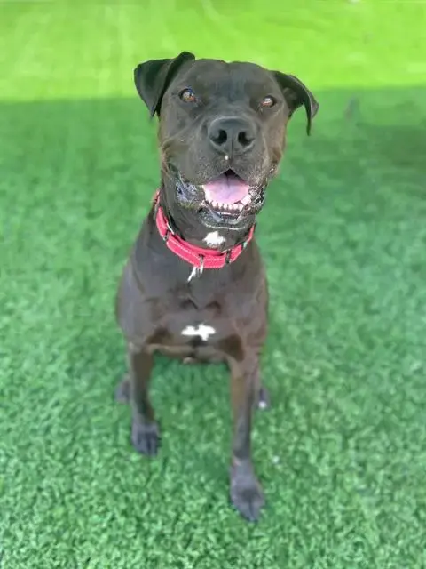 Rolo