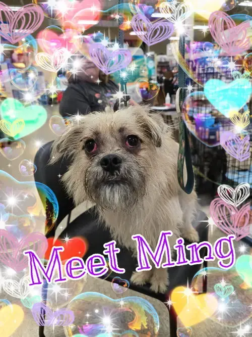 Ming