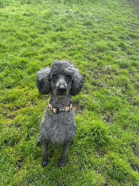 Neela