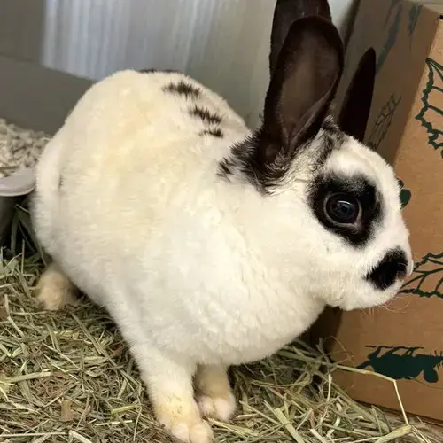 Trix