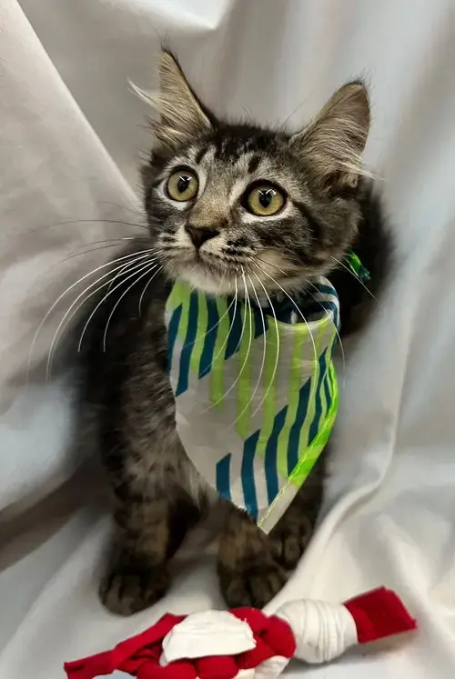 Pierre
