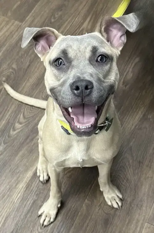 Roxy