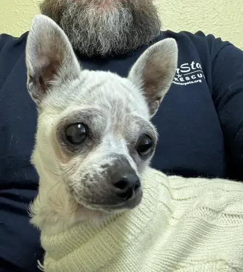 Edna The Spicy Chi Tx