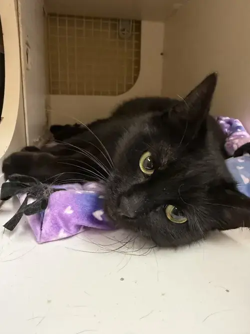 Westin Napa Petco