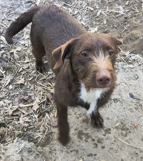 Boone