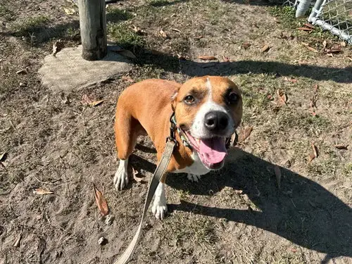 Peanut