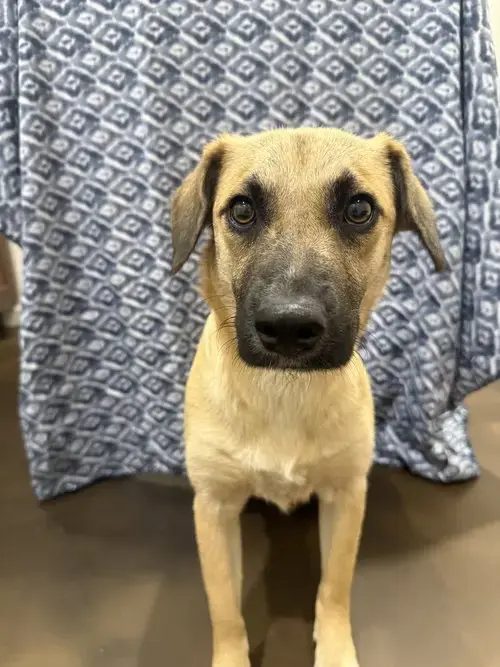 Cheddar