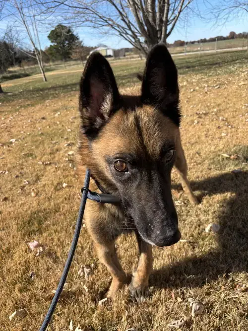 Koa
