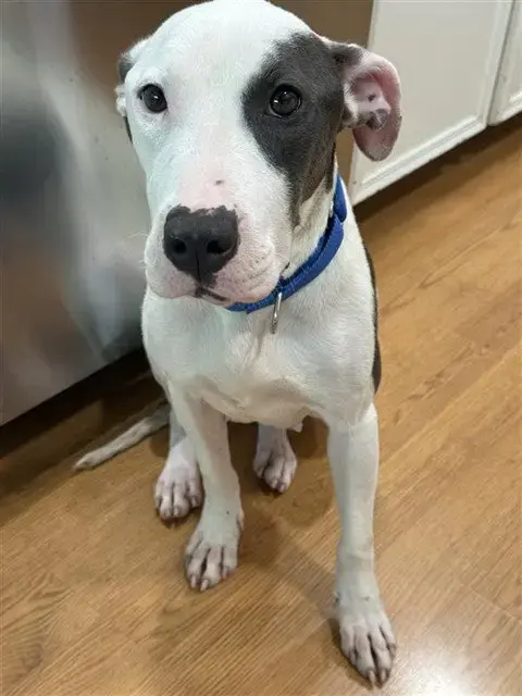 Chevy