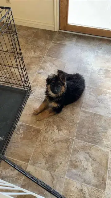 Rex
