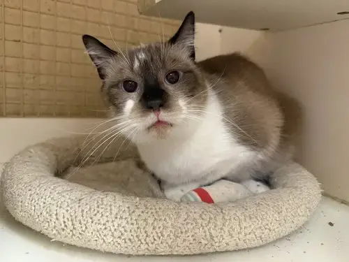 Gibby Napa Petco