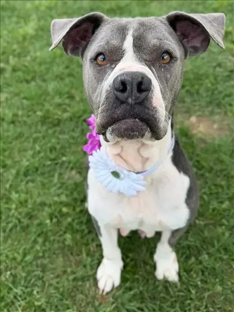 Hazel