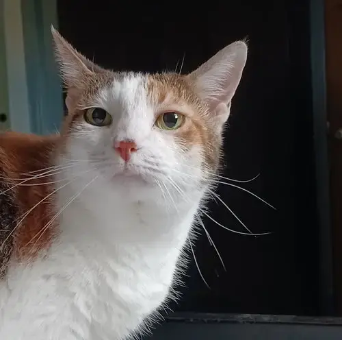 Angel