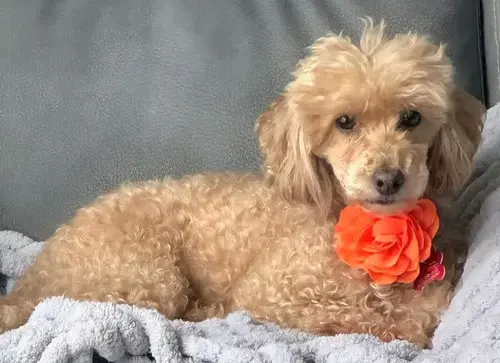 Maggie