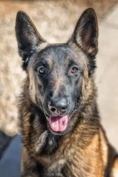 Archie