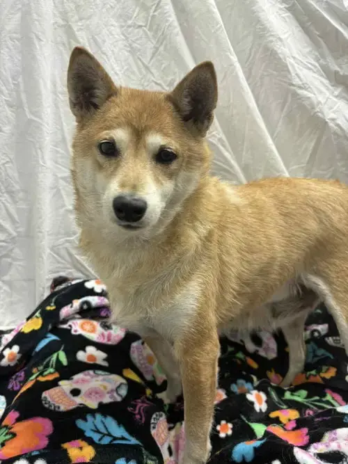 Nakita