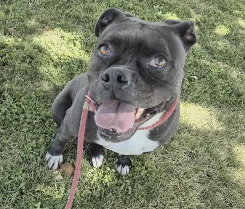 Milo