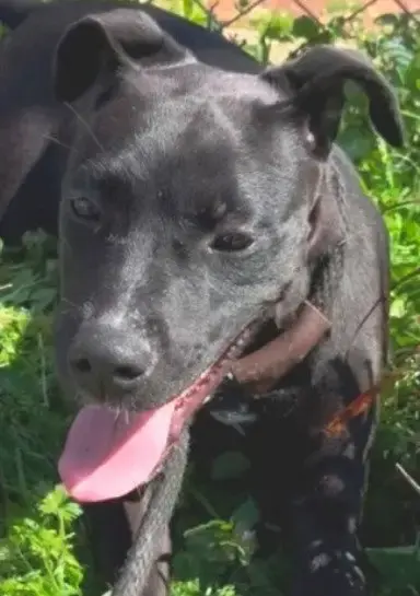 Gracie