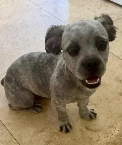 Hypoallergenic Fluffy Frenchie Puppy Girl Beara