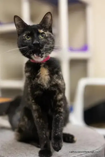 Bella The Torti