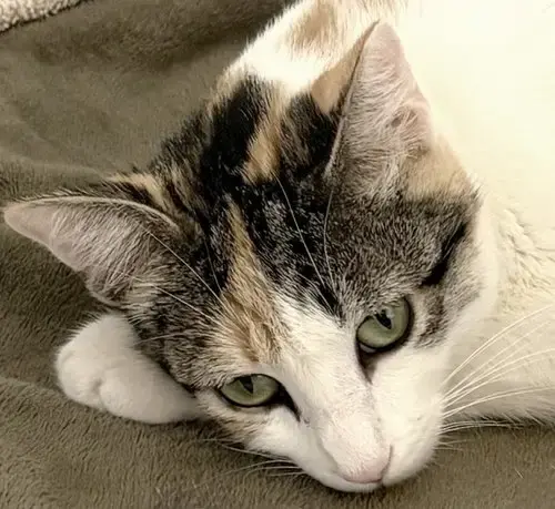 Callie